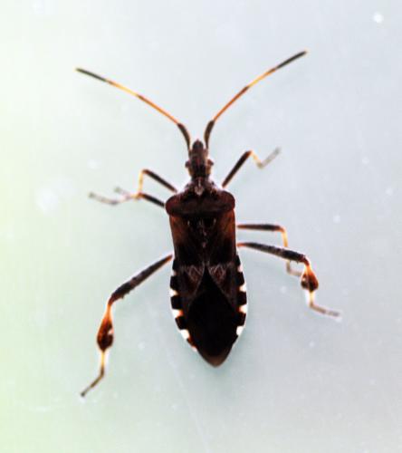 Réf. 193 744 : Leptoglossus occidentalis